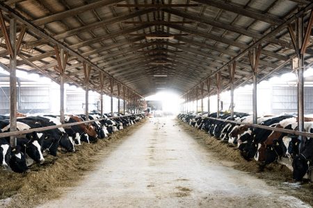 食事中の風景は牛たちが勢揃いで圧巻です！（全景は写らないので見える範囲ですが）