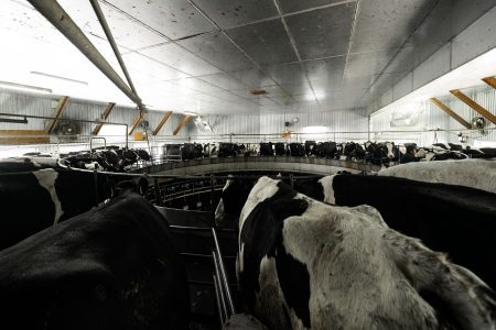 パーラーを回っている間、牛さんたちは顔を見合わせながらぐるっと一周します。