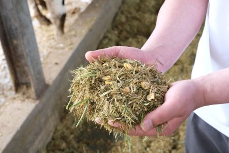 自社栽培のデントコーンを混ぜた配合飼料